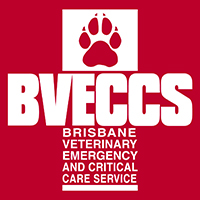 Emergency Vet Brisbane | 24 Hour Vet | After Hours Pet Emergency