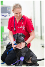 dog in hospital